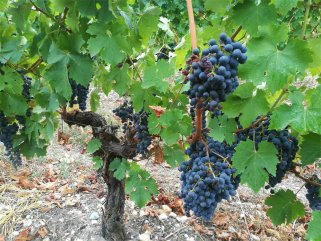 葡萄酒批發廠家怎么樣