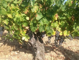 原瓶進(jìn)口紅酒批發(fā)生意要多少錢