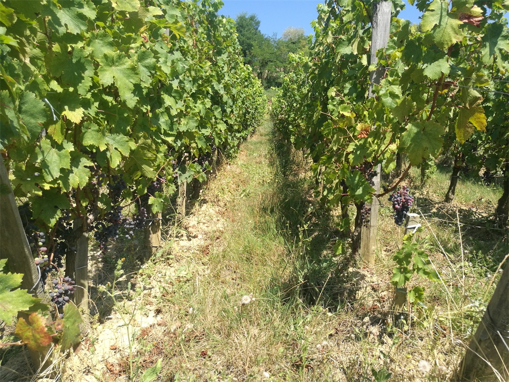 在鄭州開個(gè)紅酒店要多少錢